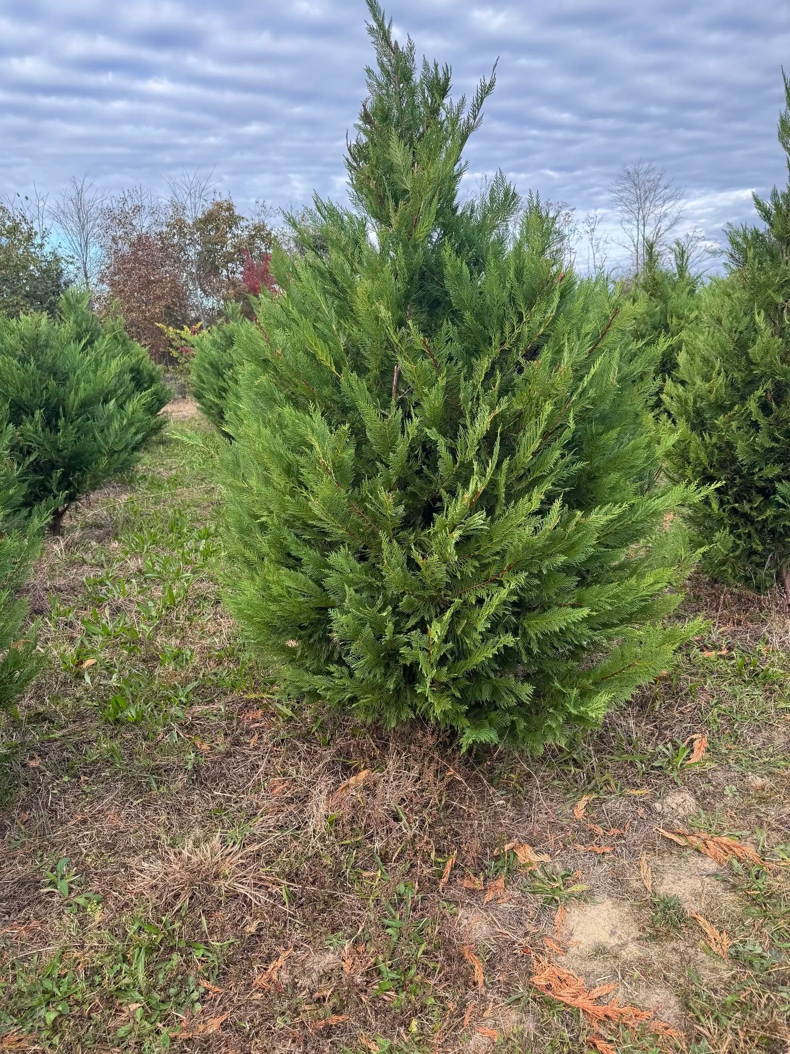 A single young cypress in a grass row, with fall color in the trees behind it.