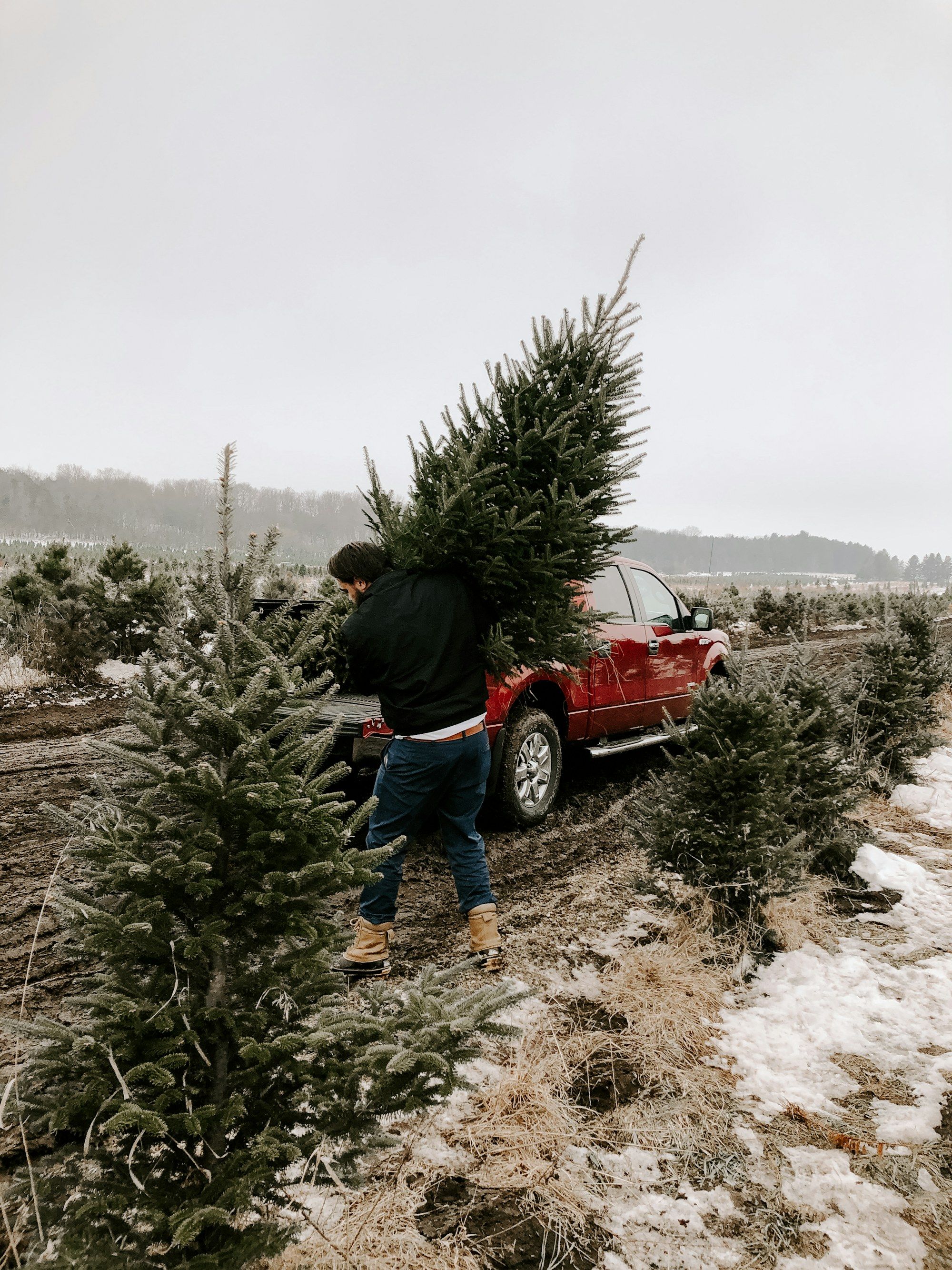 A man carries a freshly cut Christmas tree on his shoulder toward a red pickup parked beside the rows.