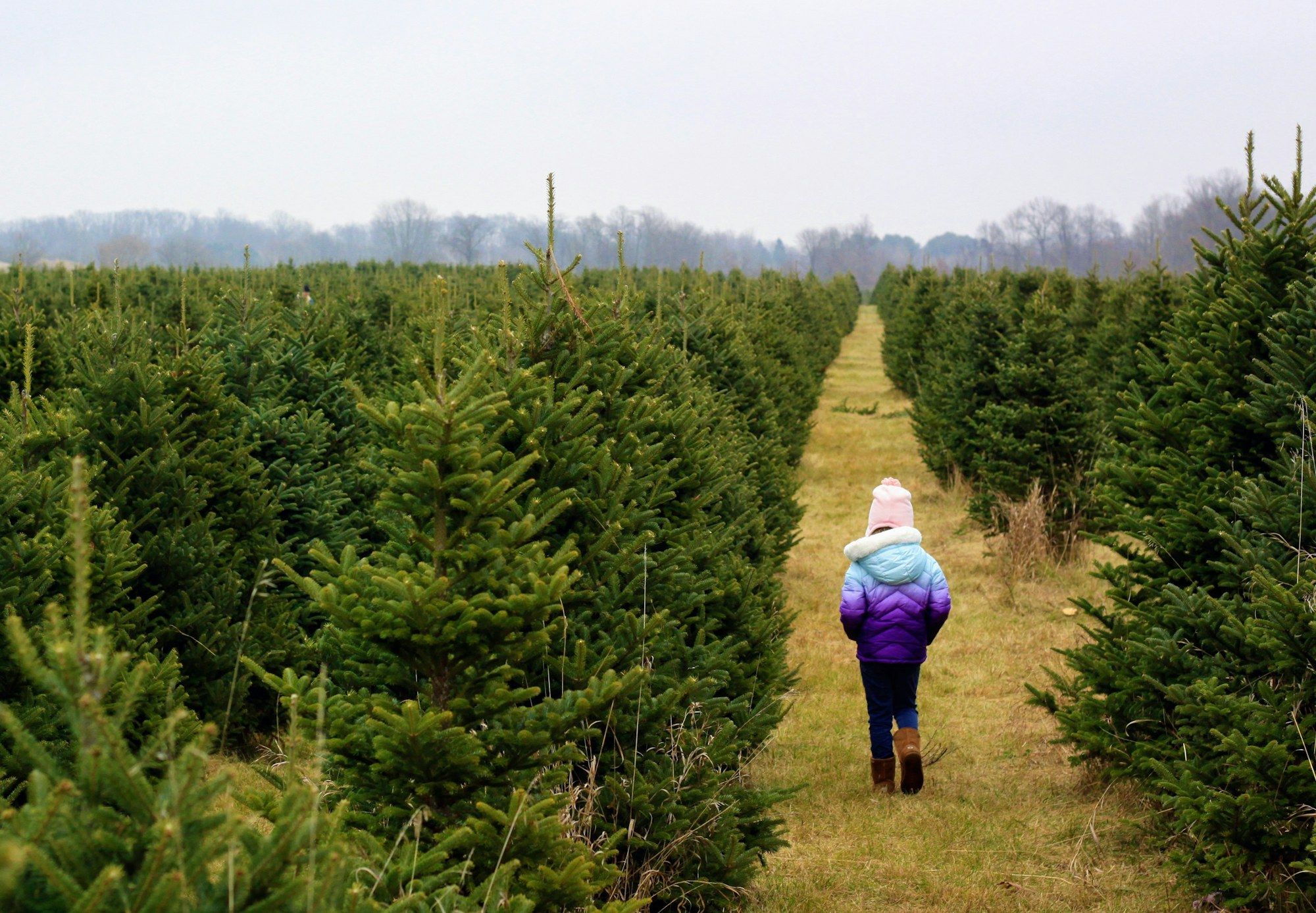 A child in a purple coat walks down a long grass lane between rows of Christmas trees.