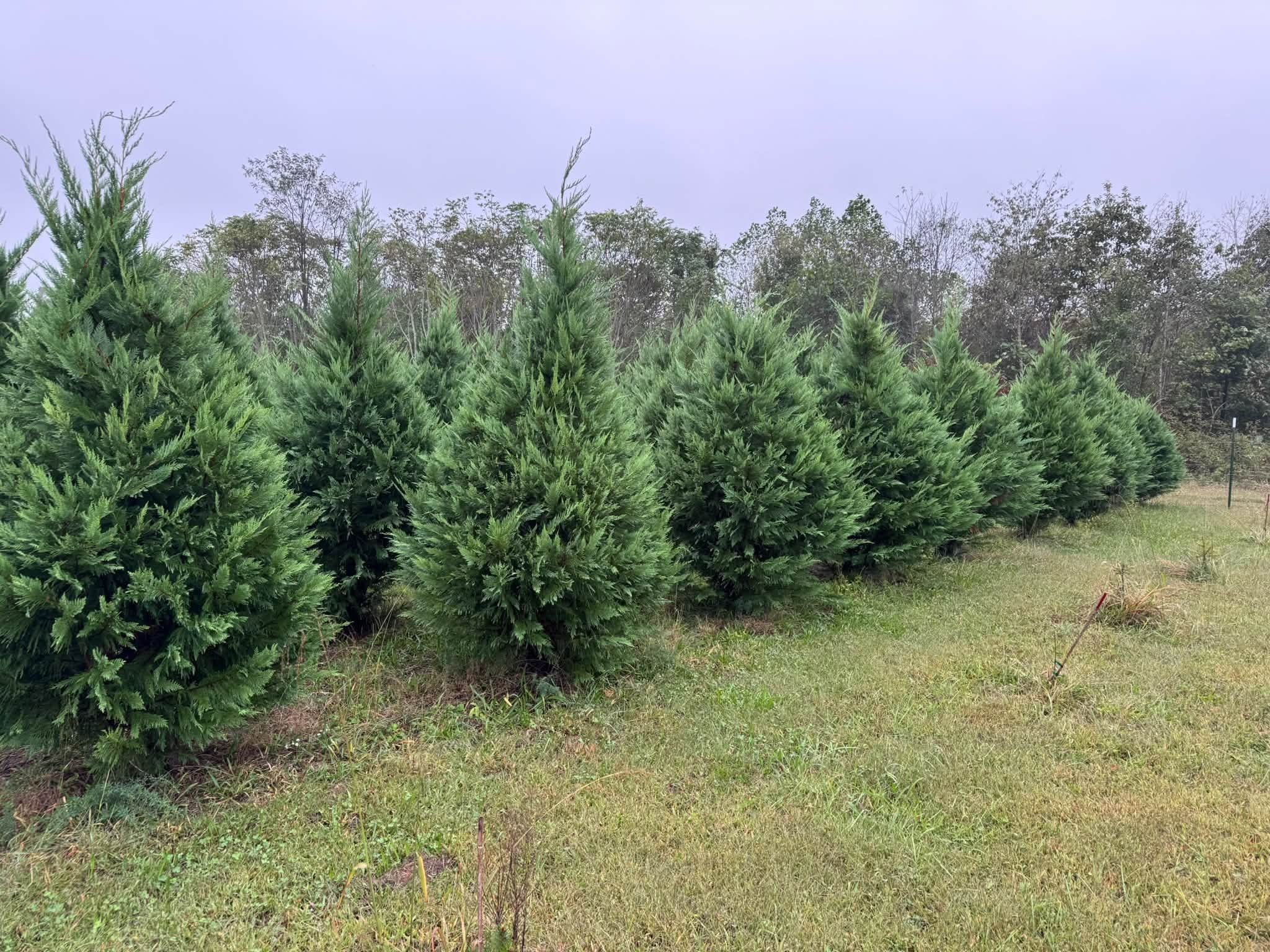 A long, straight row of cypress trees along a mowed grass lane with woods behind.