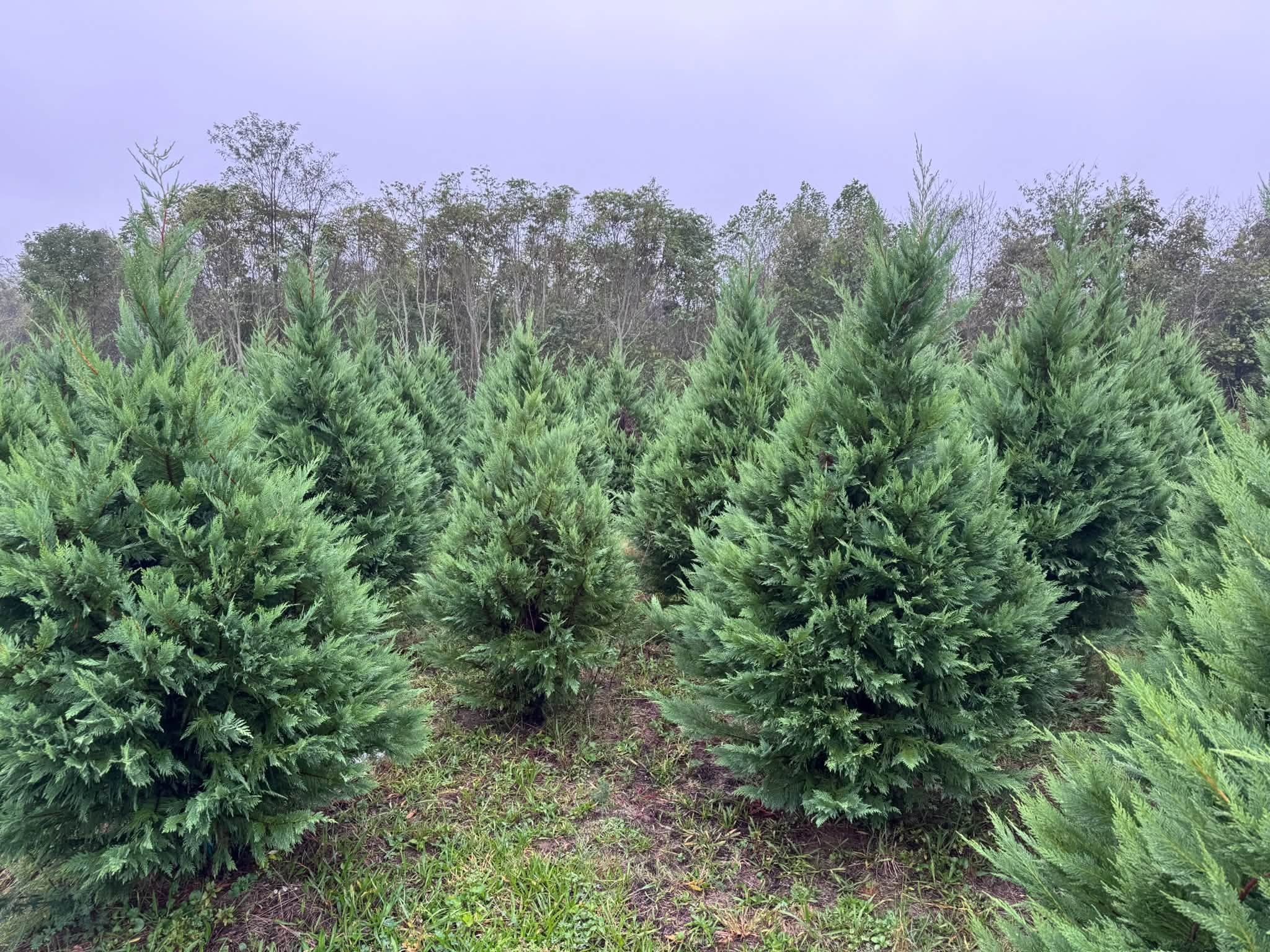 Rows of full, dark green cypress trees on the farm under a grey October sky.