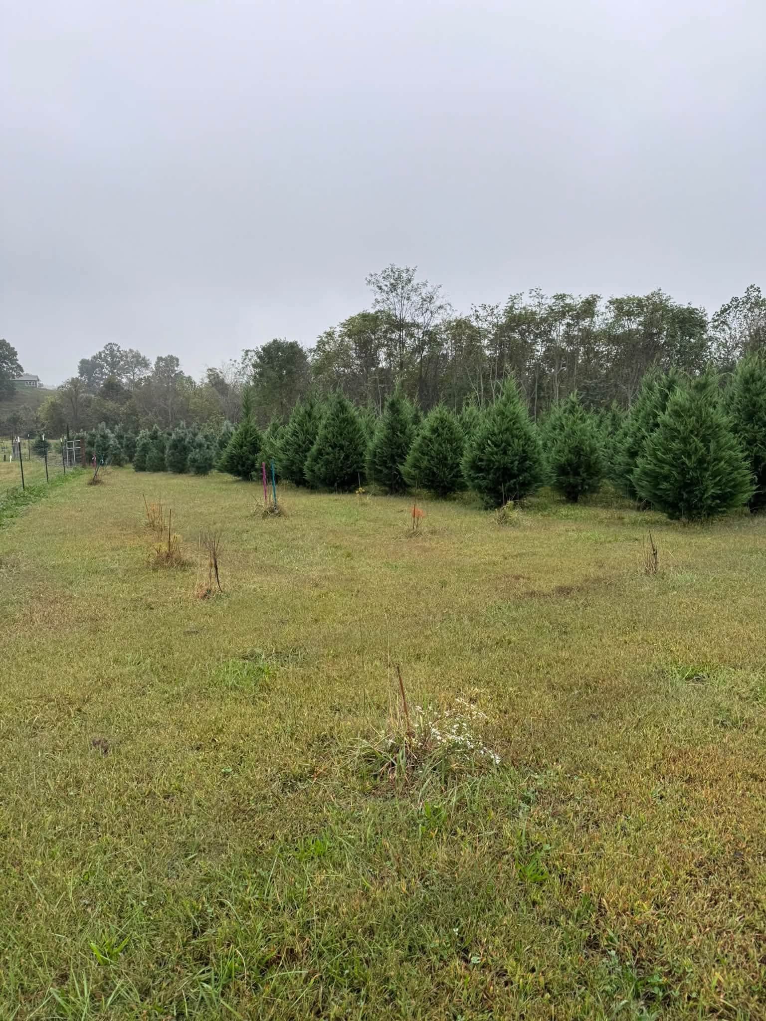 Rows of cypress trees in fog beside a mowed field and a wire fence.