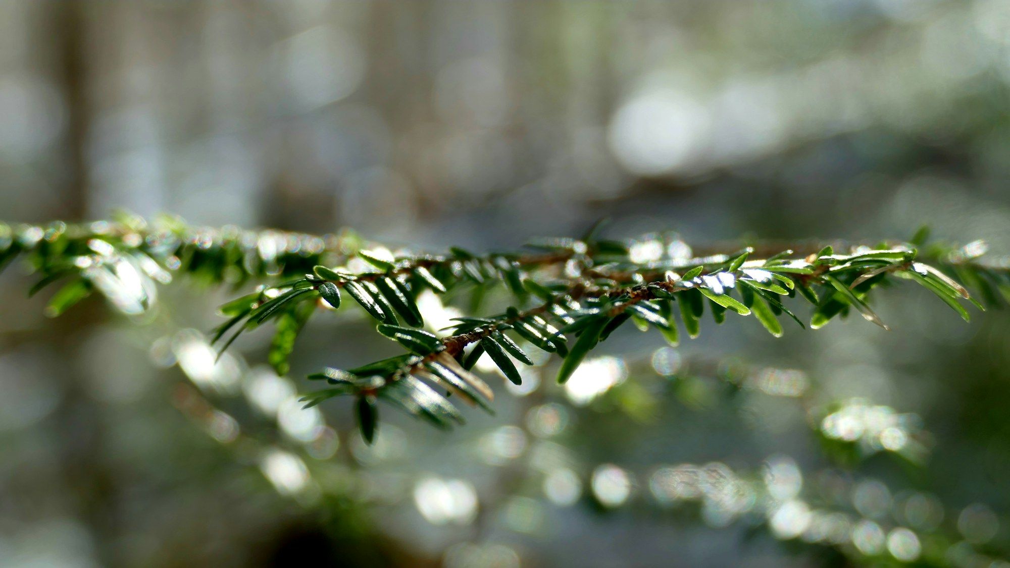 A close view of short, flat evergreen needles along a branch.