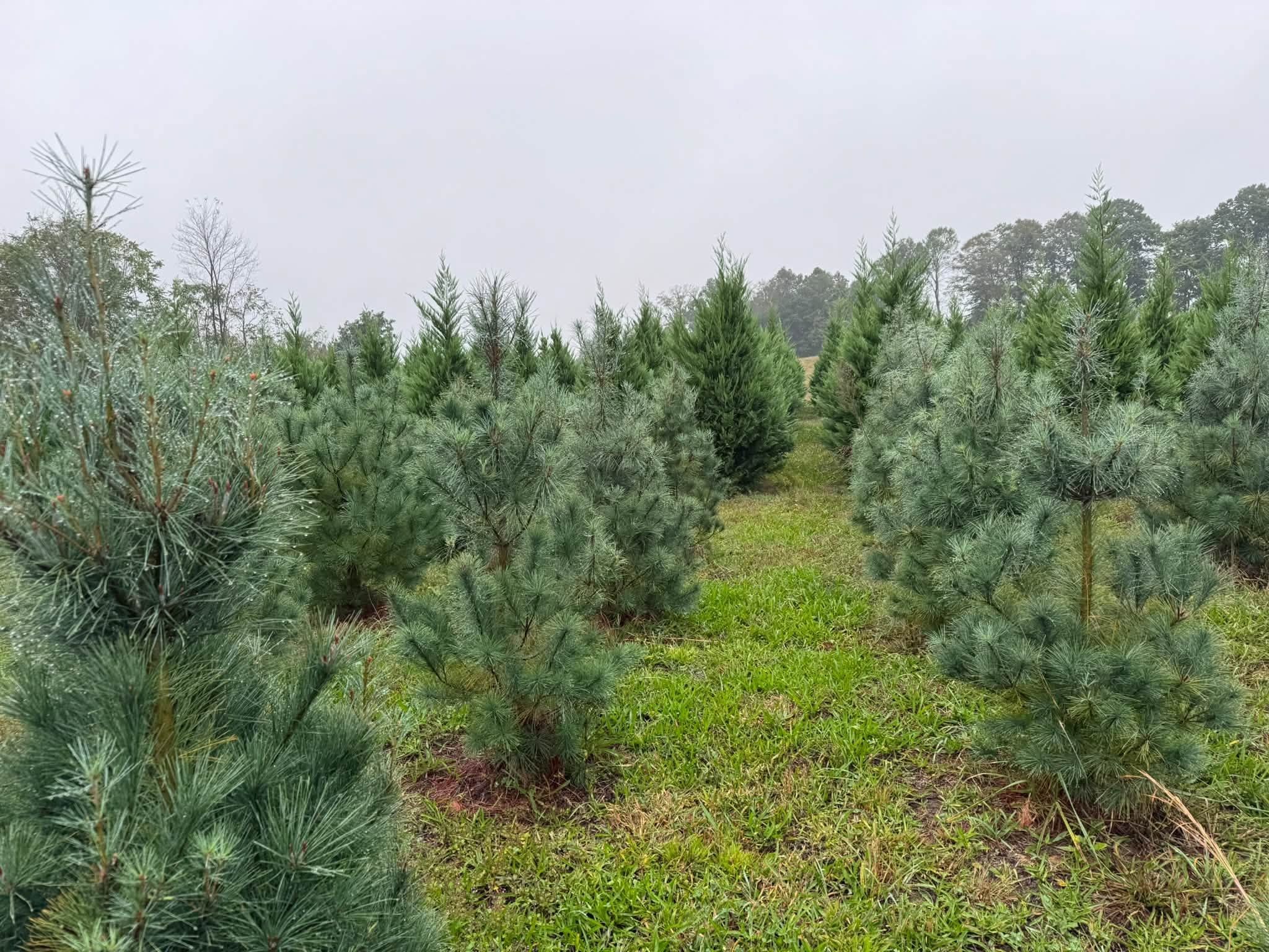 Young soft-needled pines in the foreground with rows of cypress behind them.