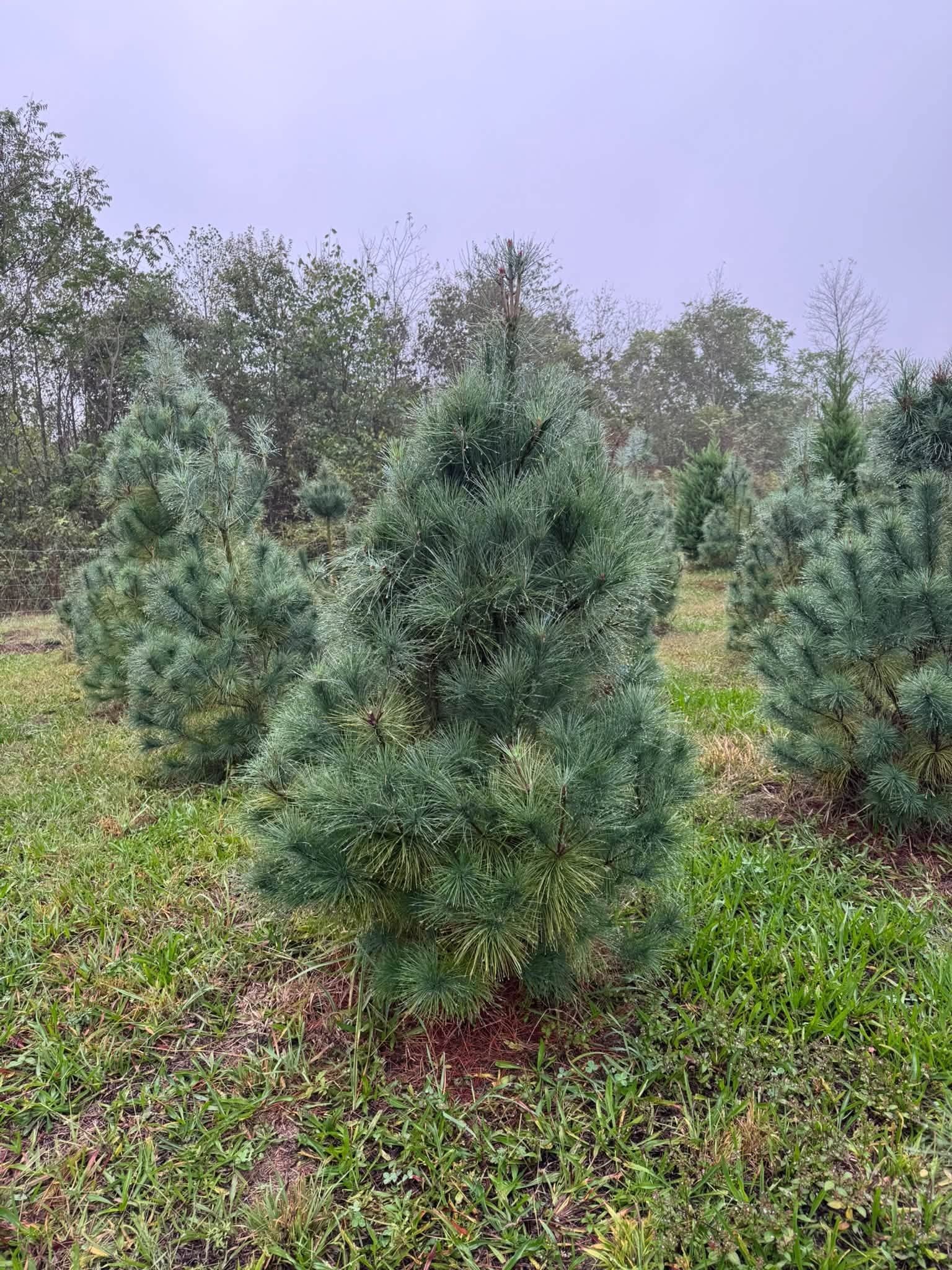 A young pine with long, soft blue-green needles standing in a grass row.